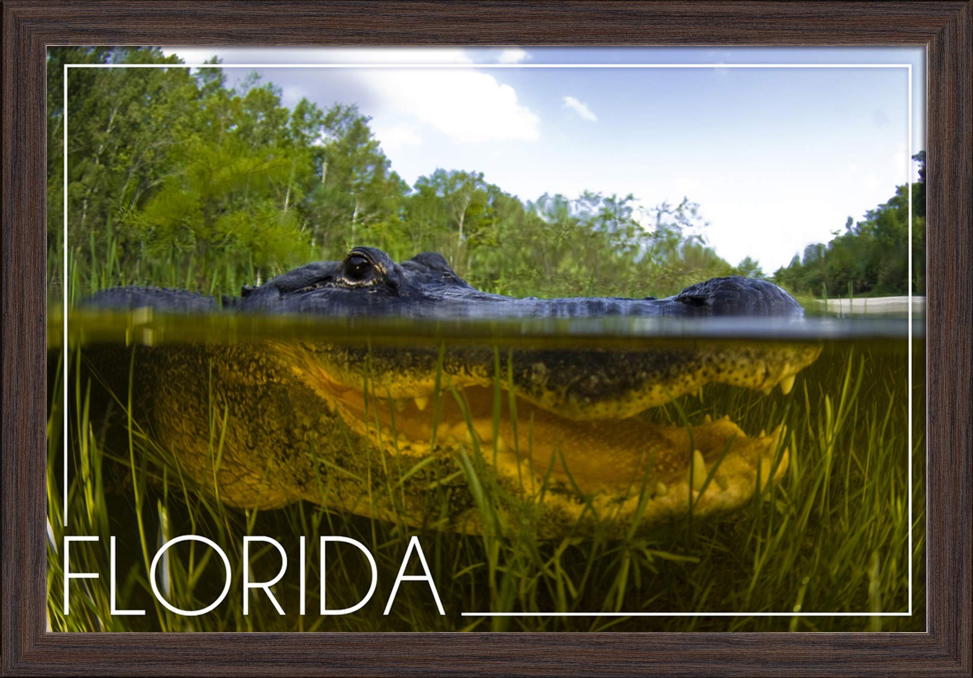 Florida Alligator Underwater Art Print - 16x24 Giclee Fine Art on Recycled Wood Frame in Espresso Brown - Perfect for Home Decor, Office Wall Art & Wildlife Lover Gifts