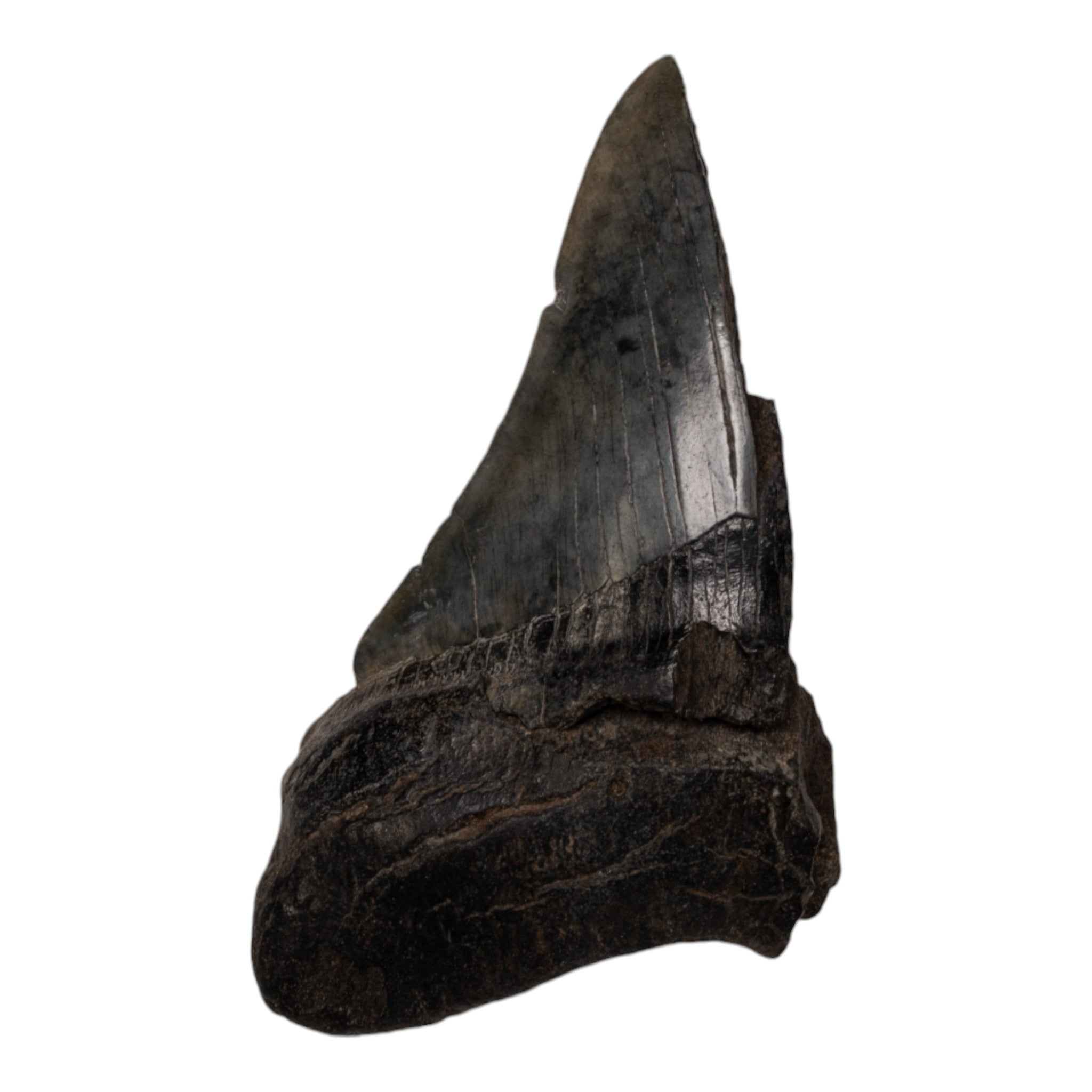 Genuine Megalodon Shark Tooth Fossil - Authentic Half Tooth Specimen for Collectors, Paleontology Enthusiasts & Home Decor | Perfect for Display Cases, Educational Projects & Unique Gifts