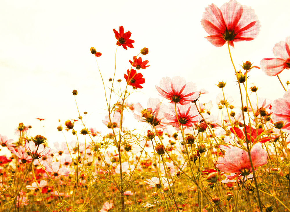 Design Walls Flower Meadow - Decorative Wall Panels for Home & Office - Perfect for Living Rooms, Bedrooms, and Workspaces