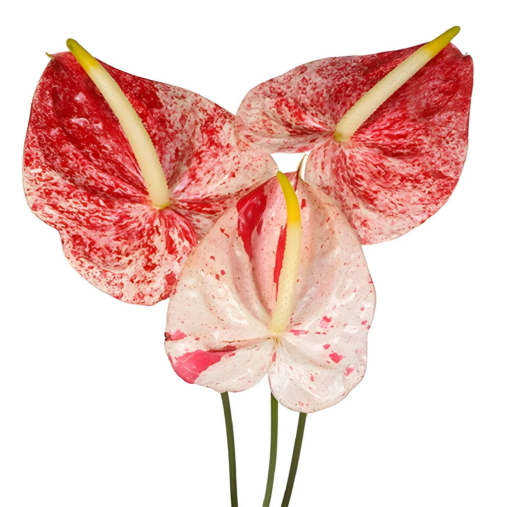 Anthurium Candy Cane Tropical Flower - Live Exotic Houseplant for Home & Office Decor - Perfect for Indoor Gardens, Gift Giving & Tropical Themes