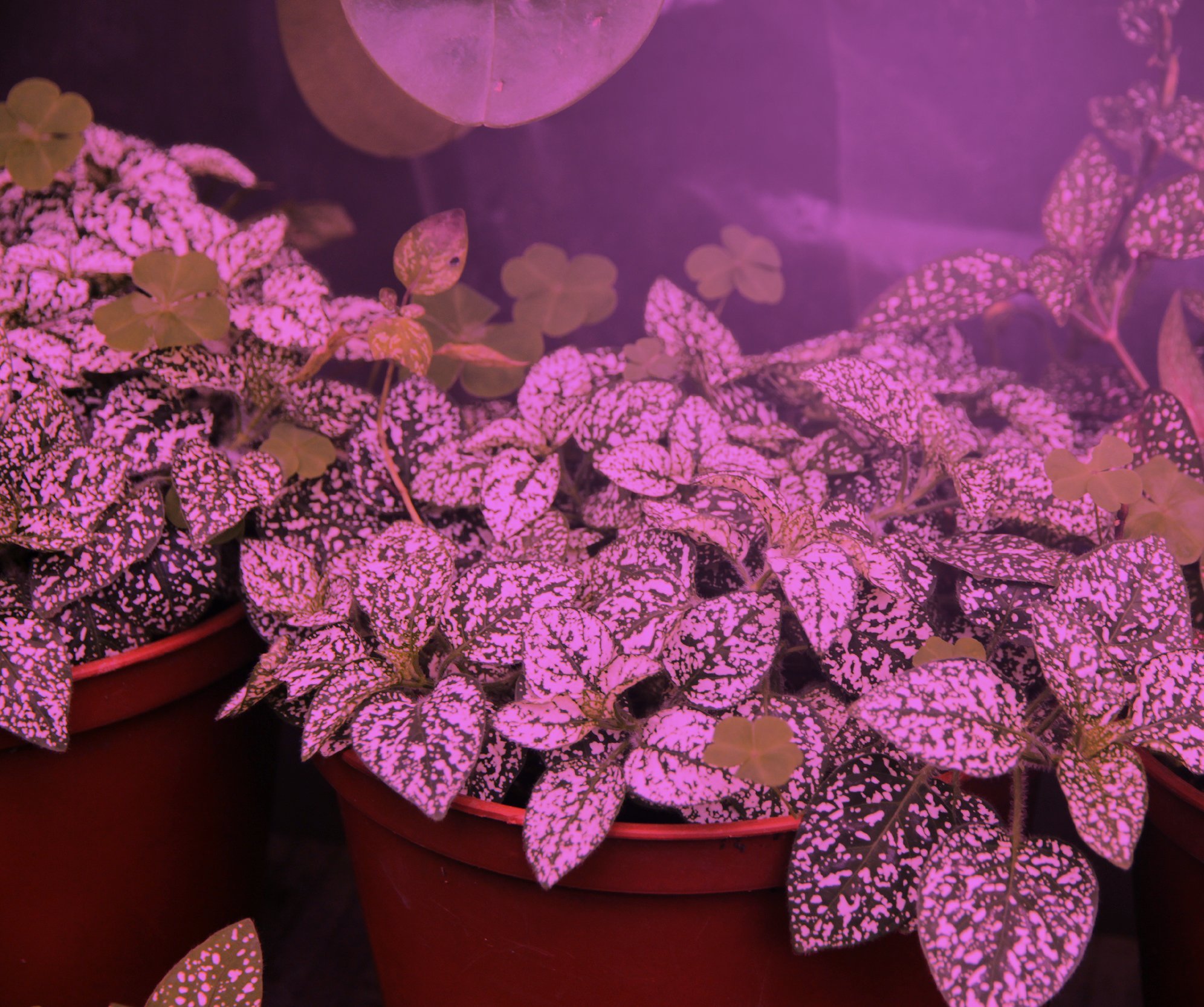 Miracle LED Plant Life Cycle 3-Socket Grow Light Kit - Full Spectrum & Red/Blue Bulbs with Sproutmatic Timer - Indoor Gardening, Hydroponics, Greenhouse, Seed Starting