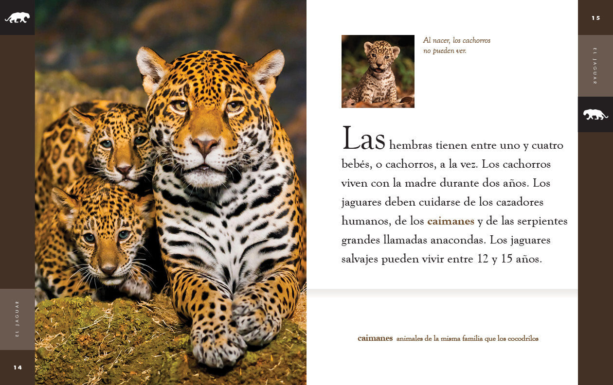 El Jaguar Book 9781640266742 - Wildlife & Nature Adventure for Kids & Adults - Perfect for Reading & Learning About Jaguars