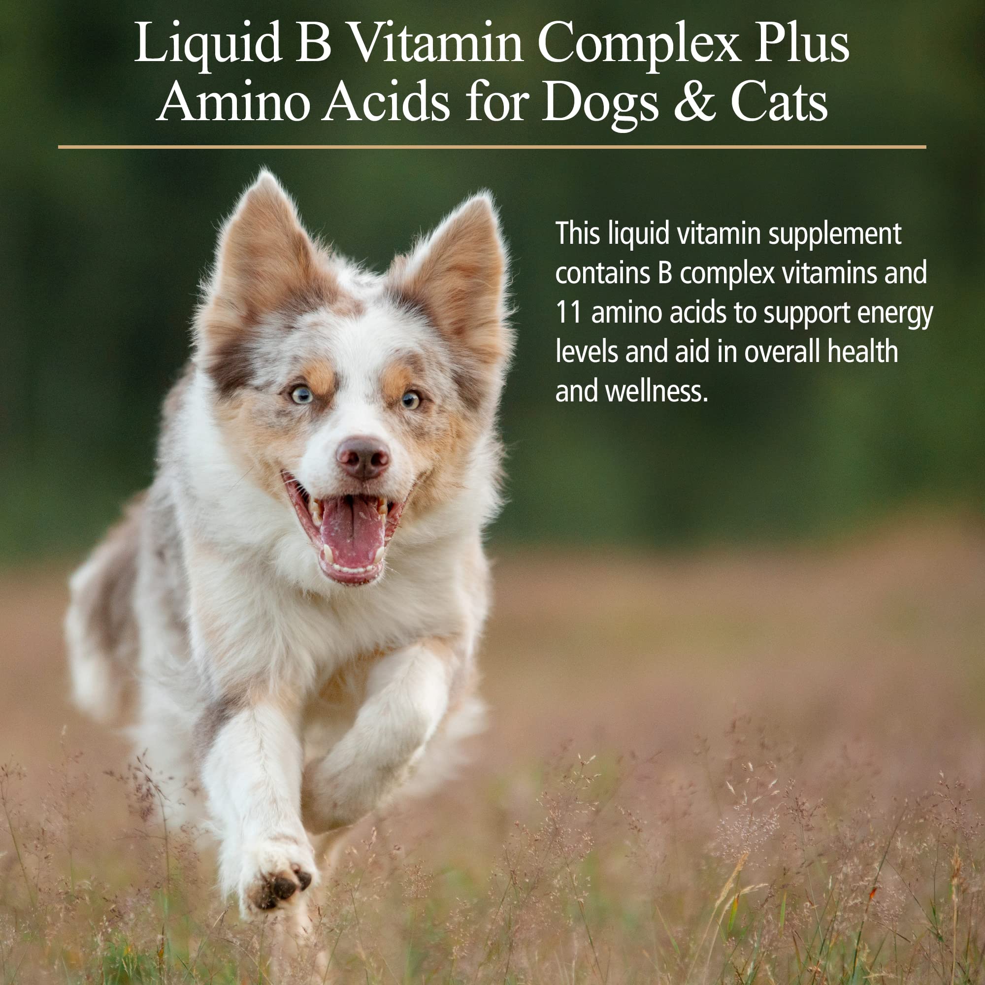 Rx Vitamins Amino B Plex for Dogs & Cats - B Complex Vitamin Supplement with Amino Acids for Pet Health - Supports Energy, Skin & Coat - 4 oz Liquid Formula - Ideal for Senior Pets & Recovery