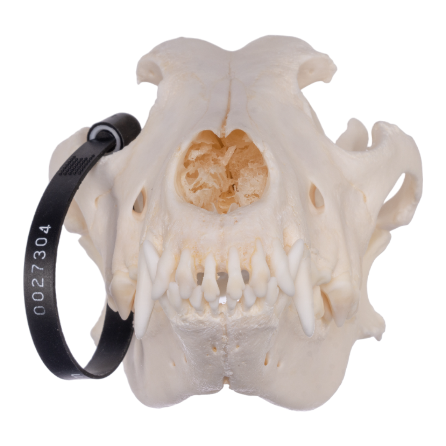 Authentic German Shepherd Dog Skull Replica - Realistic Canine Anatomy Model for Veterinary Study, Halloween Decor, and Taxidermy Display