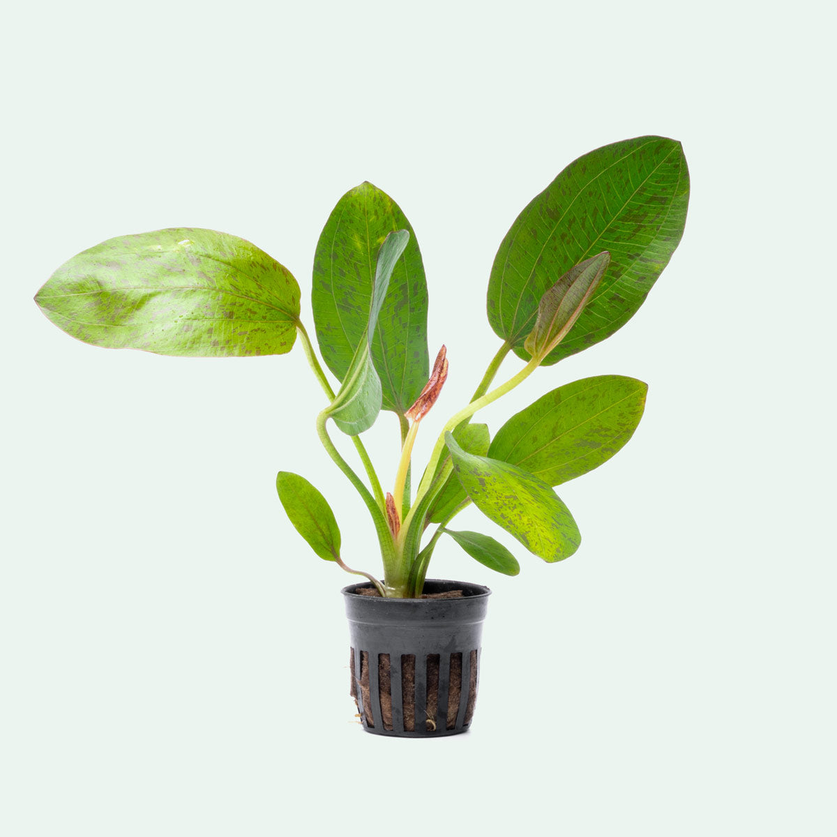 Echinodorus Bima Aquatic Plant - Live Freshwater Aquarium Plant for Fish Tanks, Ponds & Aquascaping | Easy to Grow & Low Maintenance | Perfect for Beginners & Experts