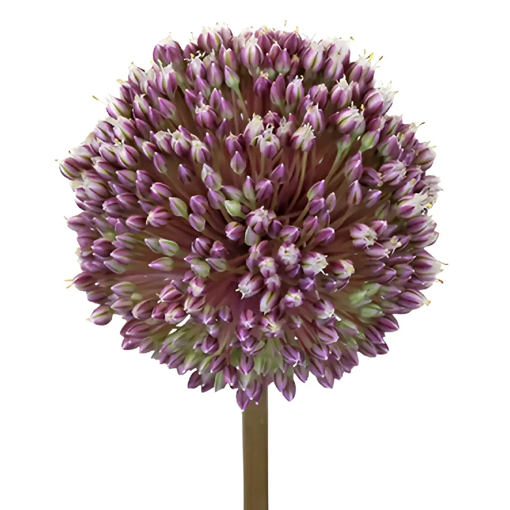Buy Natural Amethyst Allium Flowers for Home Decor | Wedding Bouquets & Garden Arrangements