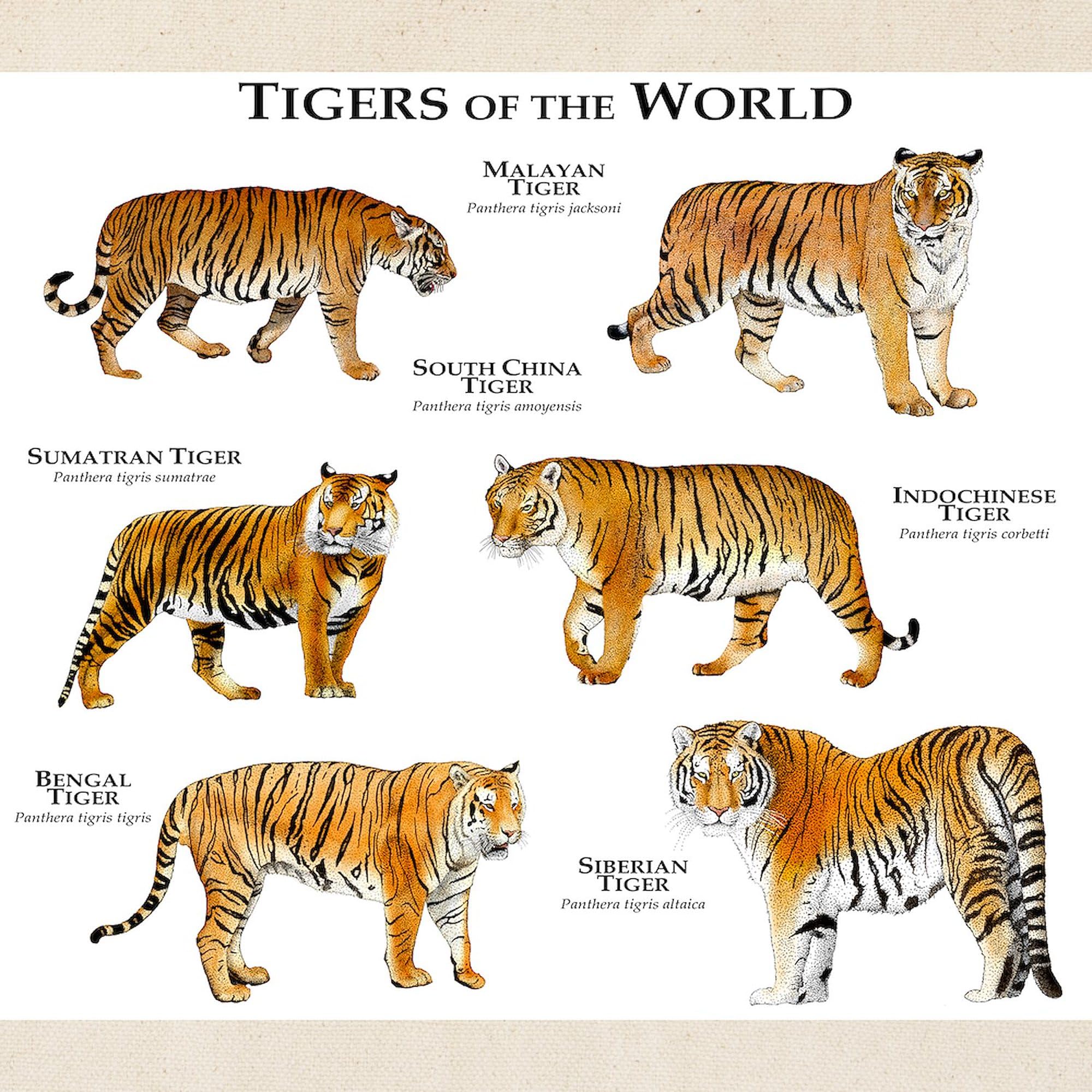 Tigers of the World Canvas Tote Bag - Eco-Friendly Reusable Shopping Bag for Groceries, Beach & Daily Use | Natural Cotton Carryall