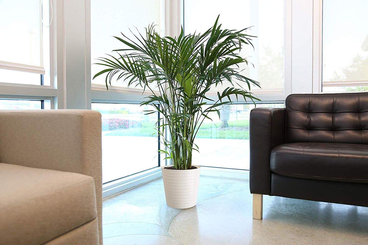 Neanthe Bella Parlor Palm (Chamaedorea Elegans) - 10 Inch Live Indoor Houseplant - Air Purifying & Low Maintenance - Perfect for Home, Office & Apartment Decor