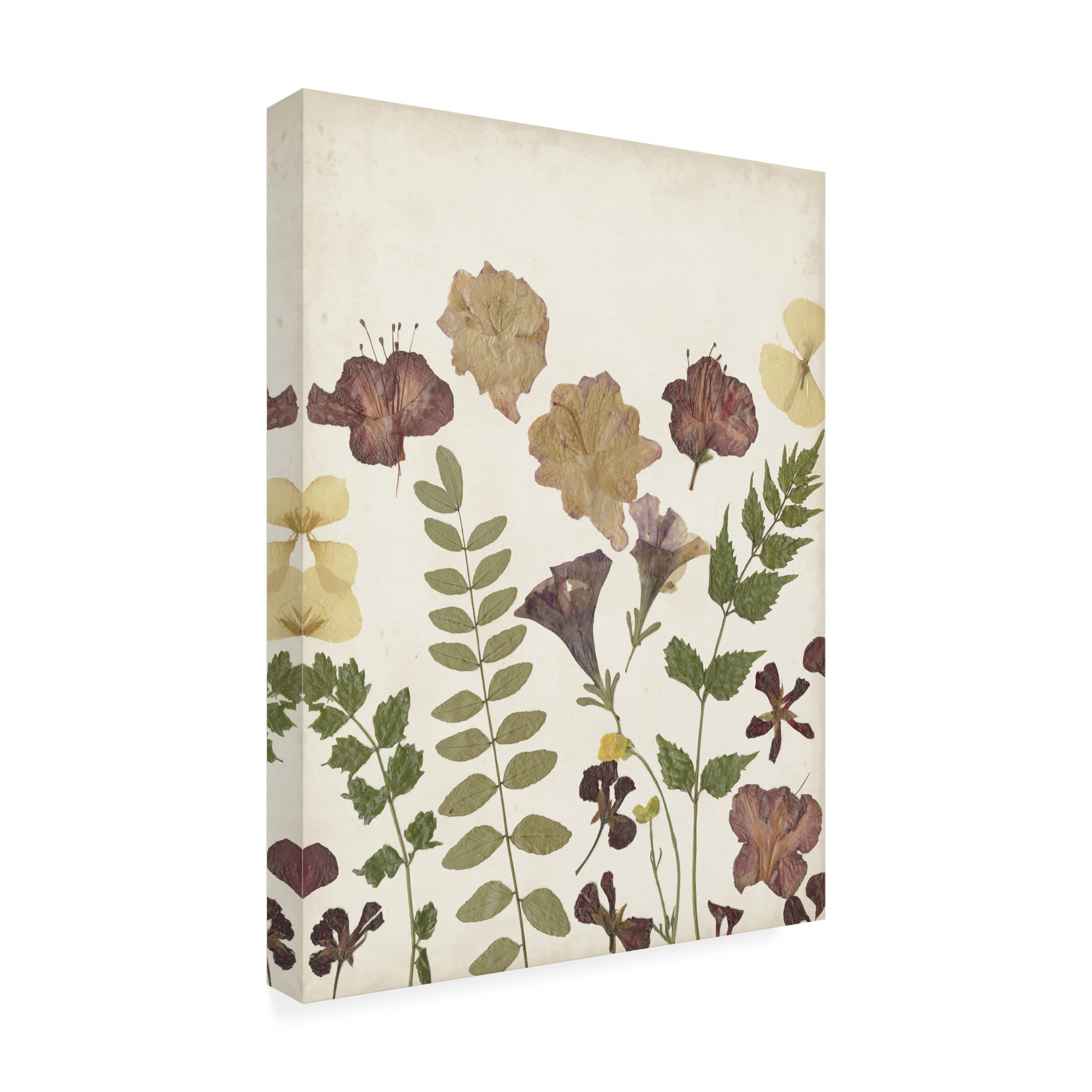 Pressed Flower Arrangement II Canvas Wall Art by Regina Moore - Botanical Floral Home Decor for Living Room, Bedroom & Office - Trademark Fine Art Collection