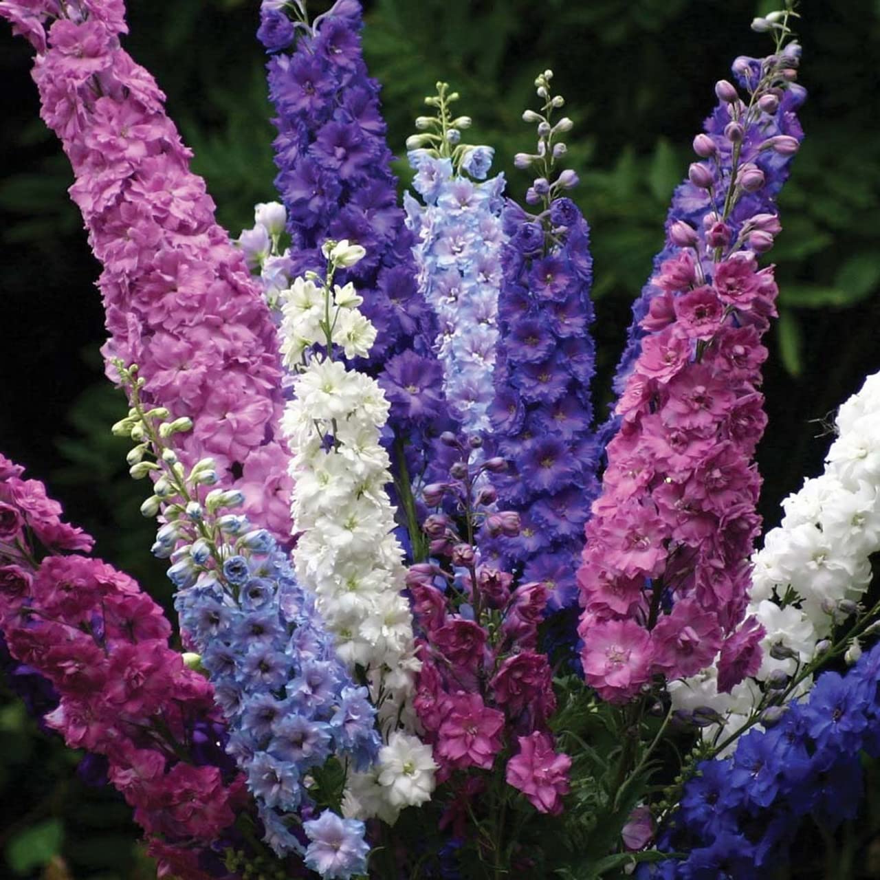 Todd's Seeds - Larkspur Giant Imperial Mix Flower Seeds (2g Packet) - White, Purple & Pink Blooms for Gardens, Bouquets & Landscaping
