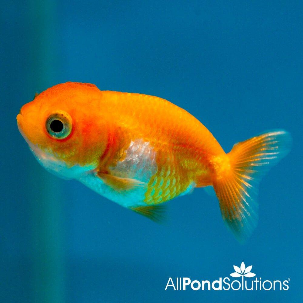 Premium Ranchu Fancy Goldfish - Vibrant Red Carassius Auratus for Aquariums & Fish Tanks | Perfect for Home Decor, Office Aquascaping & Zen Gardens