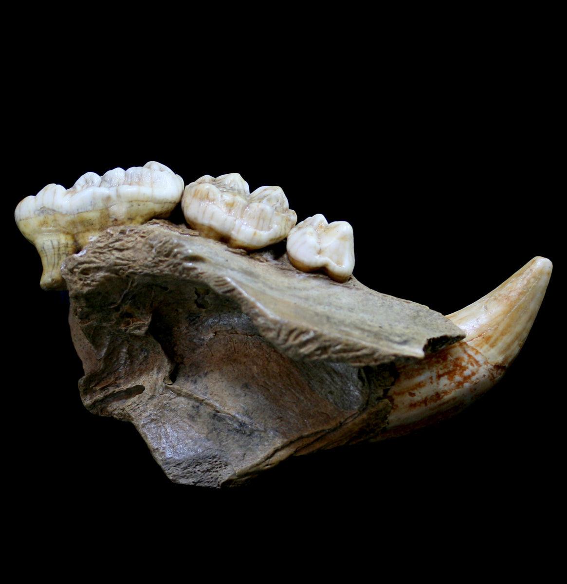 Fossilized Cave Bear Upper Jaw Specimen - Authentic Ice Age Fossil for Collectors & Paleontology Enthusiasts - Perfect for Museum Displays, Educational Use & Home Decor