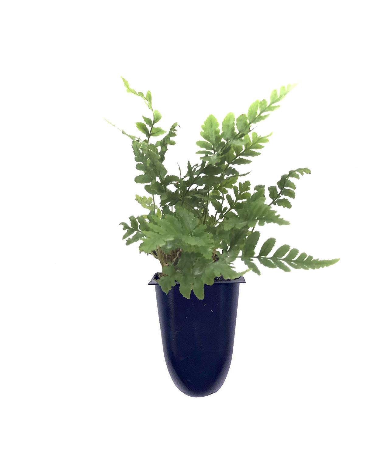 Autumn Fern - 3 Live Plants - Dryopteris Erythrosora - Perfect for Shade Gardens, Landscaping & Indoor Decor