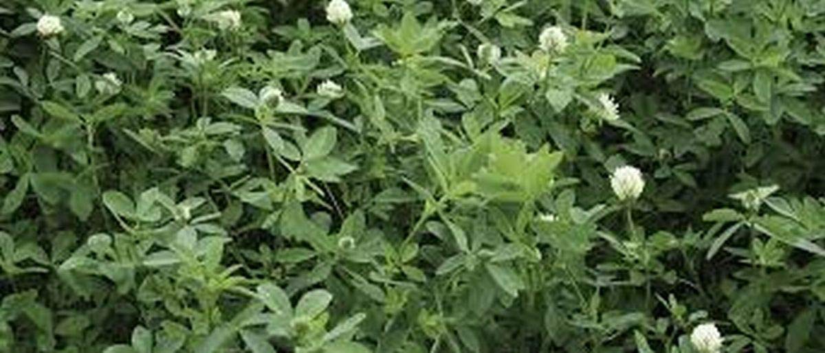 Premium Honey Bee Forage Seeds - 100 Count for Beekeeping & Pollinator Gardens | Boost Honey Production with High-Quality Plant Seeds for Bees