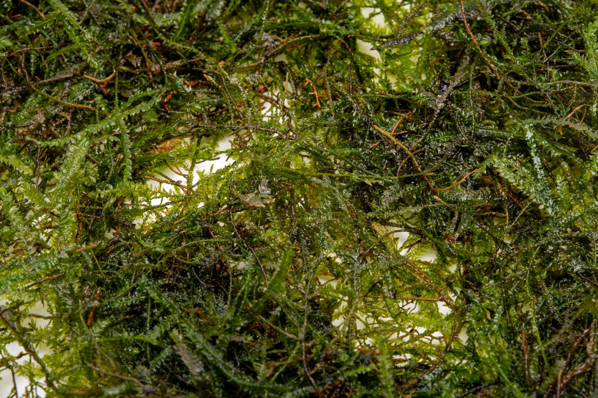 Premium Java Moss Aquatic Plant for Freshwater Aquariums - Perfect for Aquascaping, Shrimp Tanks & Fish Breeding | Enhances Water Quality & Natural Habitat
