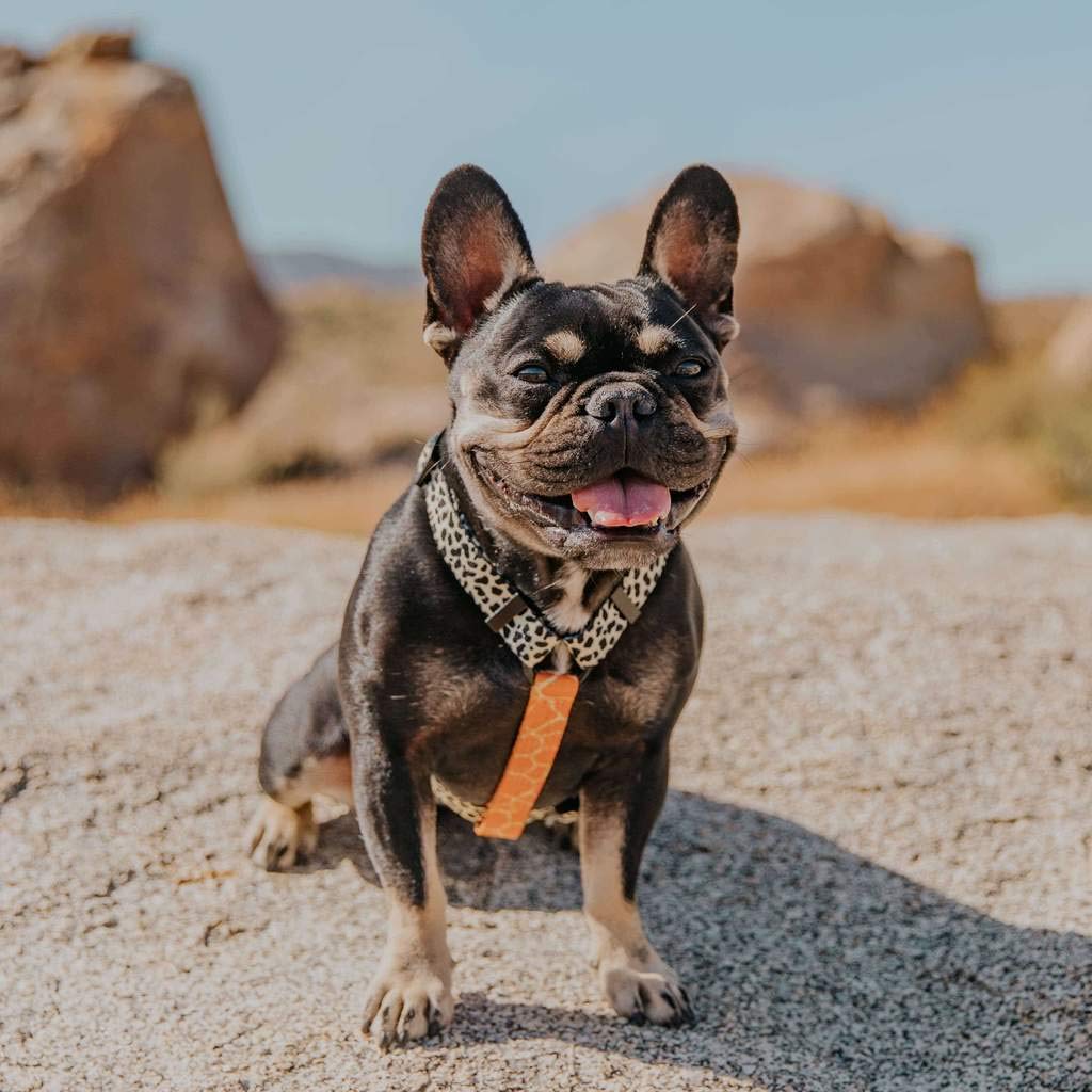 Free-Fit Step-in Dog Harness for Small & Medium Dogs - Adjustable Soft Mesh Vest with Quick Release Buckles (Pool Pawty Design) - Perfect for Walks, Beach Outings & Pet Parties
