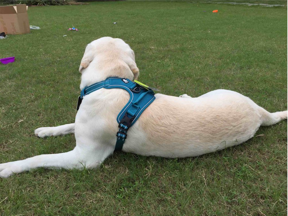 SGODA No Pull Dog Harness with Handle - Adjustable Pet Vest for Small Dogs (Blue) - Perfect for Walking, Training & Outdoor Adventures