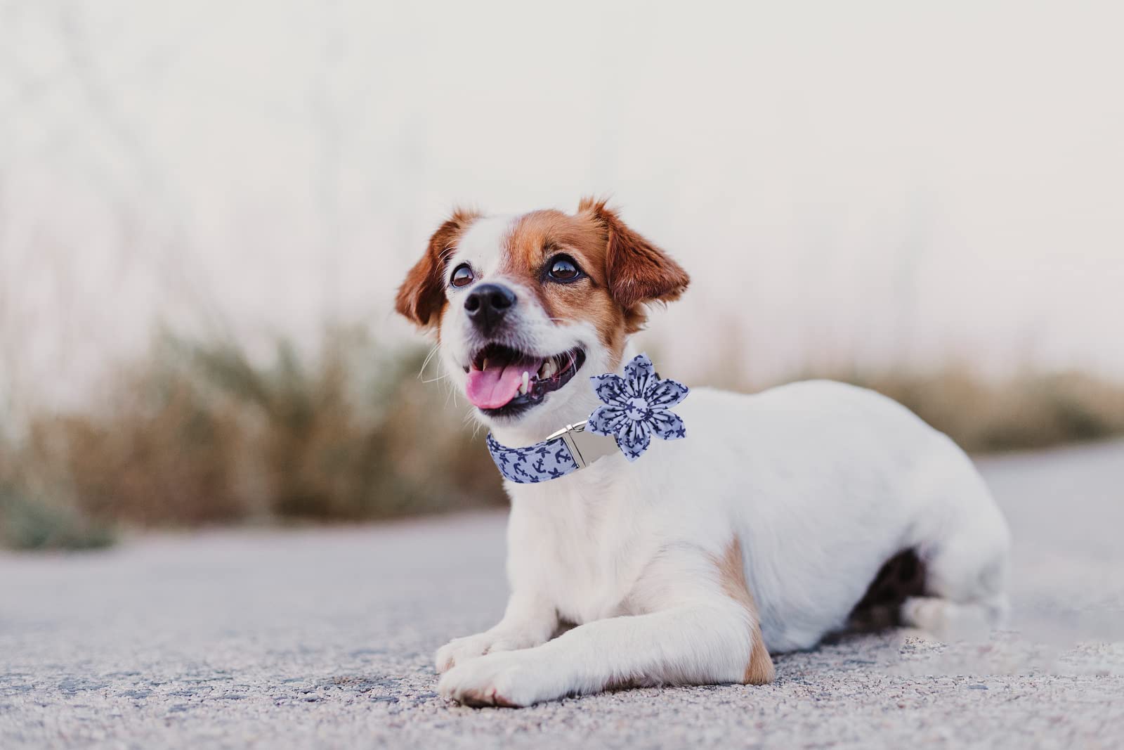 Lionet Floral Dog Collar - Adjustable Comfortable Pet Collar with Flowers for Small Medium Large Dogs | Perfect for Summer Outdoors, Walks, and Gifts for Puppies