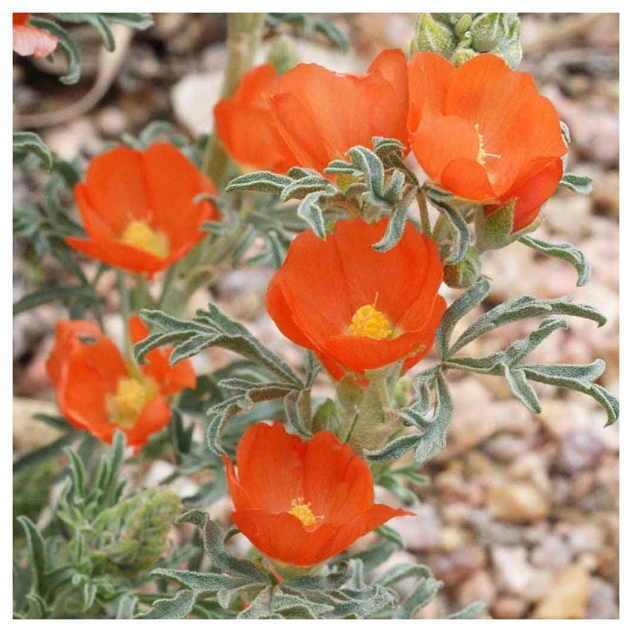 Everwilde Farms - 50 Scarlet Globe Mallow Native Wildflower Seeds - Gold Vault Jumbo Seed Packet for Garden Landscaping & Pollinator Gardens