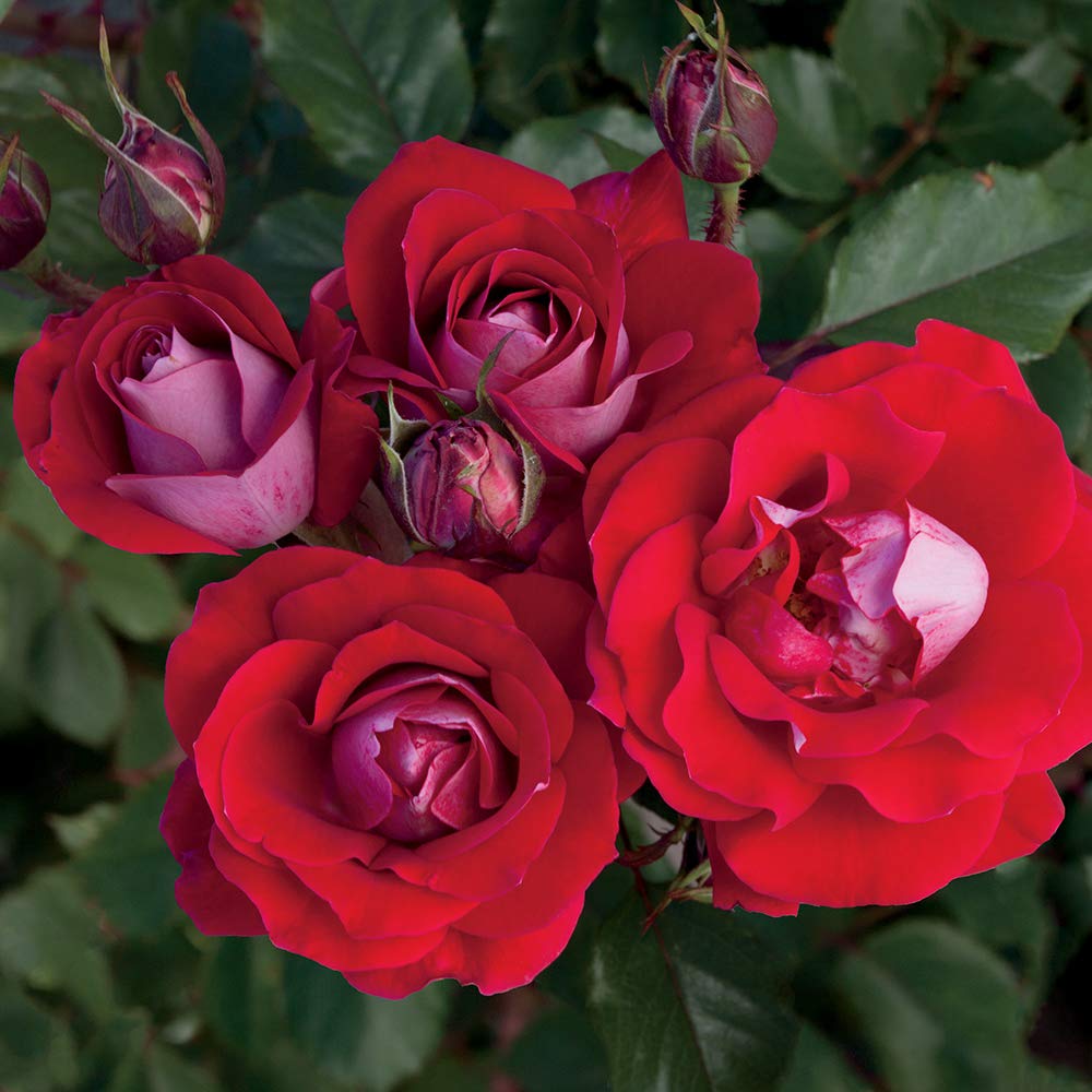 Heirloom Roses Take It Easy Shrub Rose - Red Rose Bushes for Outdoor Planting | Perfect for Garden Landscaping, Patio Decor & Backyard Beautification