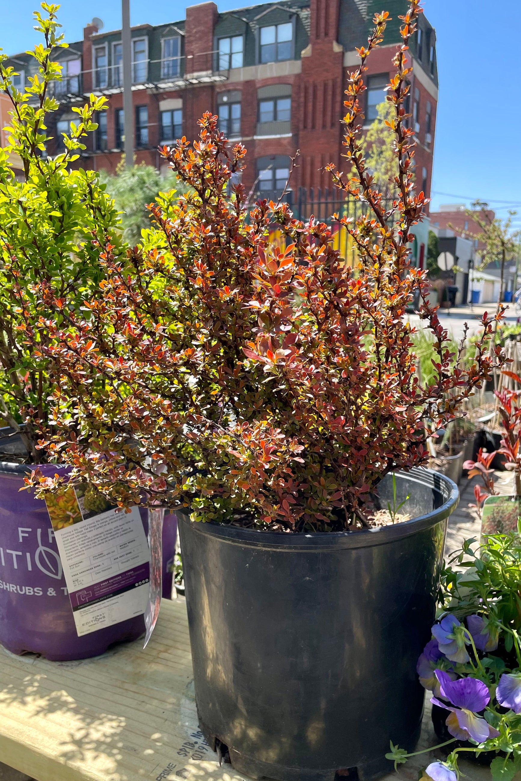 Berberis thunbergii 'Admiration' Japanese Barberry #2 Container - Perfect for Landscaping, Garden Borders & Drought-Tolerant Gardens