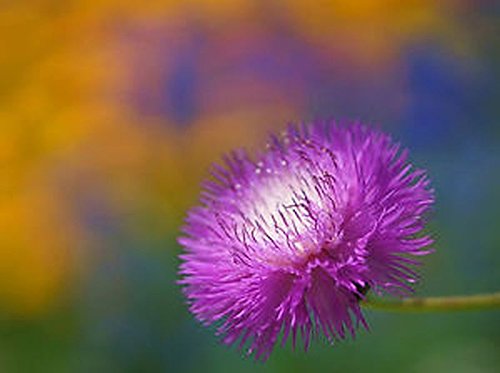 Imperial Sweet Sultan Flower Seeds - 200 Count - Silky Powder Puffs with Sweet Fragrance for Gardens, Bouquets & Landscaping