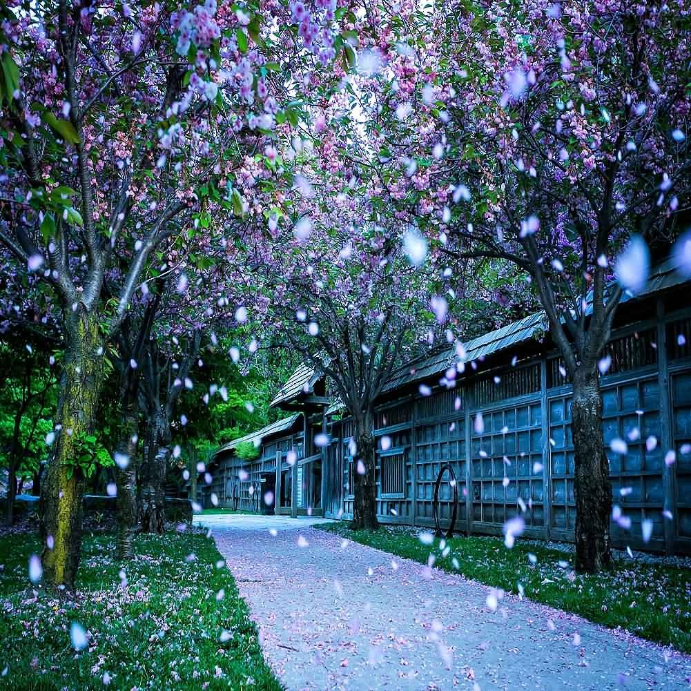 GladsBuy Cherry Blossom Backdrop 10x10ft - City Streets Photo Background for Photography & Events