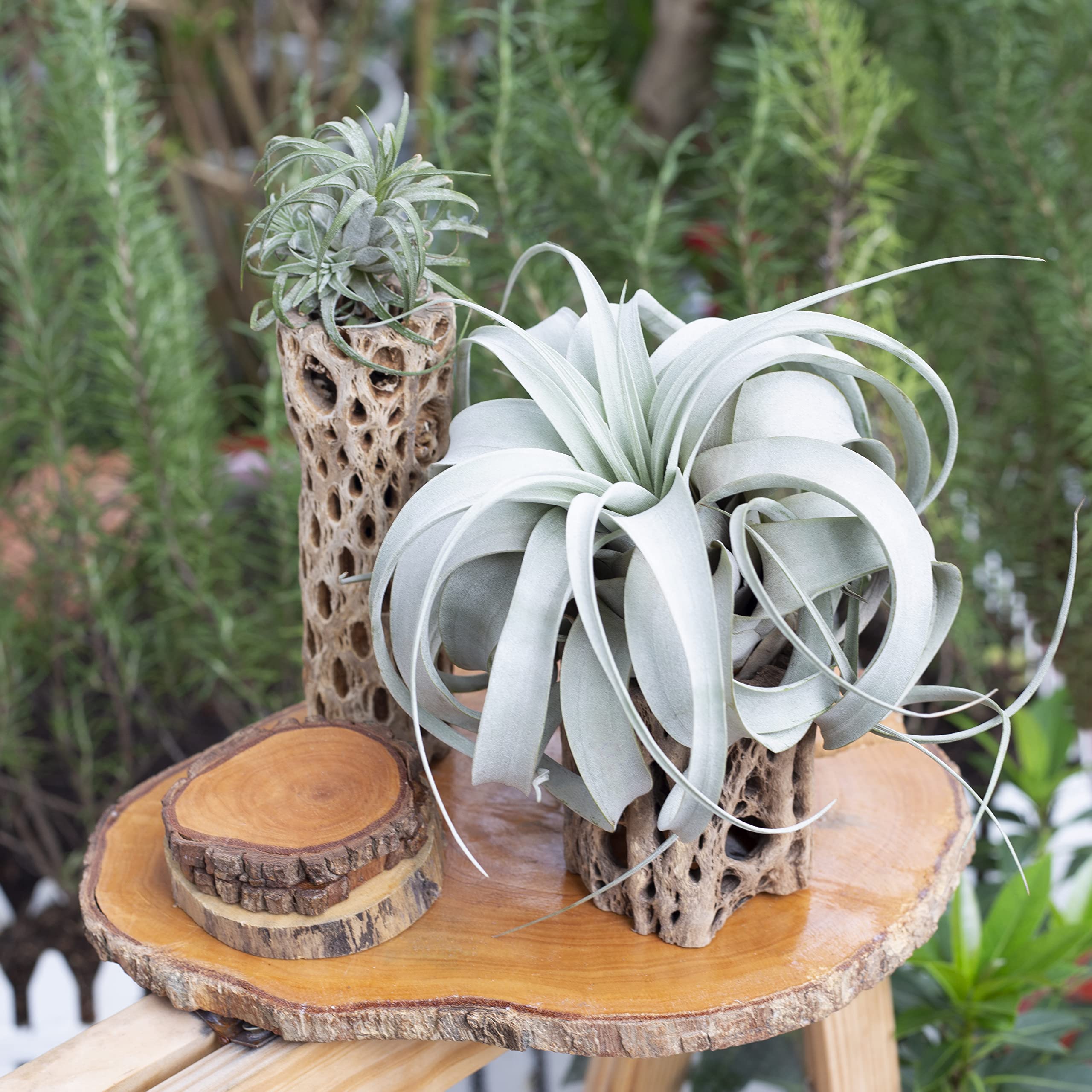 Xerographica Air Plant 4'' Wide - Low Maintenance Live Tillandsia Collection | Unique Home Decor Gift Box for Office, Terrarium & Wedding Centerpieces