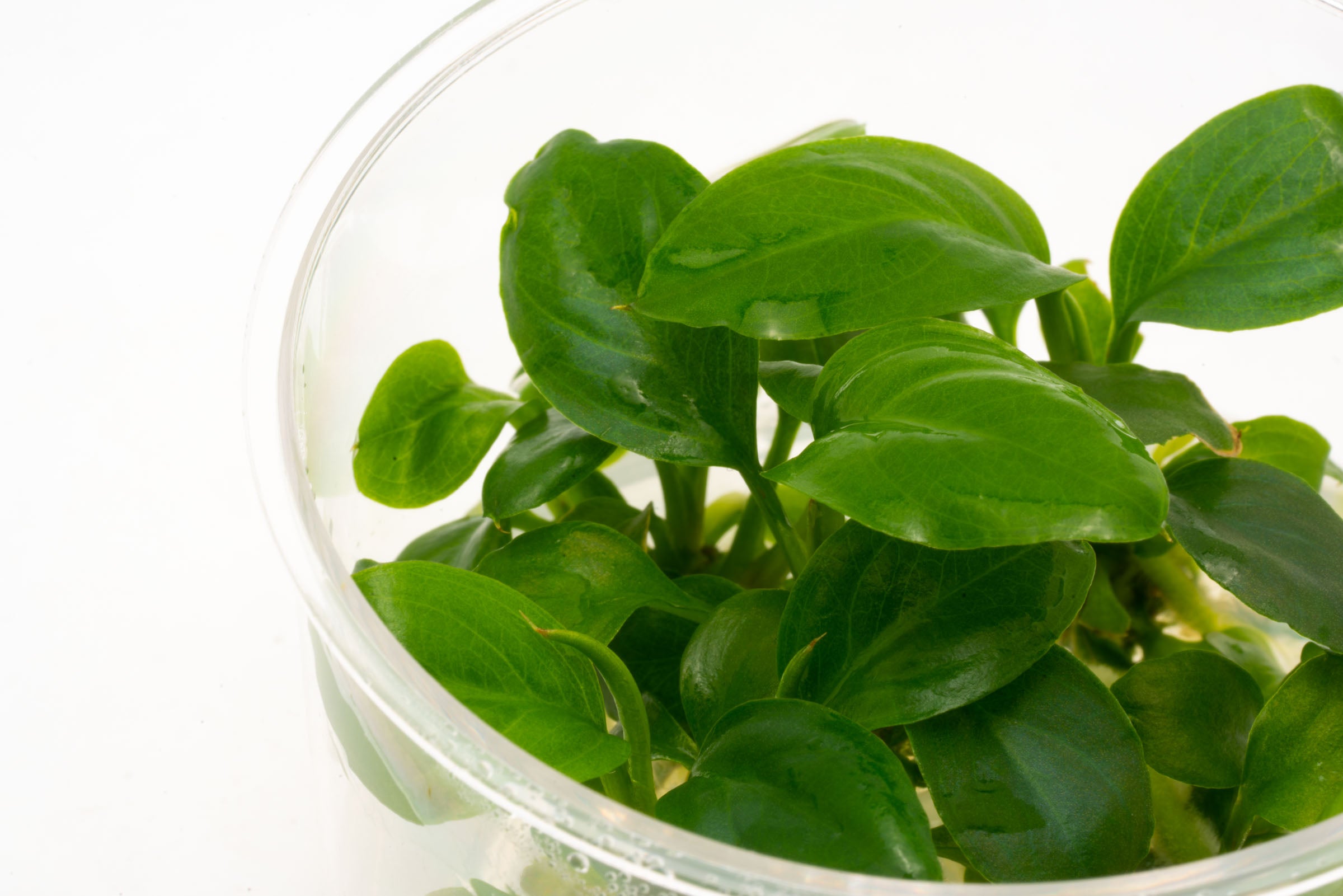 Anubias Heterophylla Aquatic Plant - Live Freshwater Aquarium Plant for Fish Tanks, Ponds & Terrariums - Easy Care Low Light Plant for Beginners