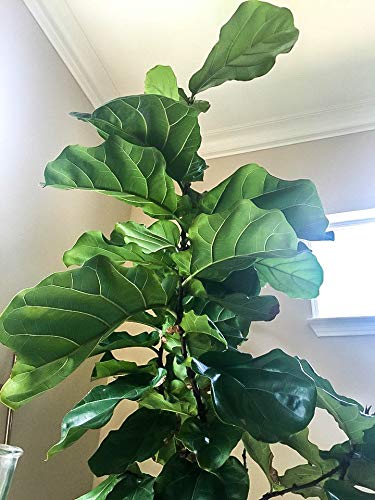 Fiddle Leaf Fig Tree - 10 Live Ficus Lyrata Plants in 4 Inch Pots - Easy to Grow Indoor Houseplant for Home Office Decor & Air Purification - Perfect for Living Room, Bedroom, or Workspace