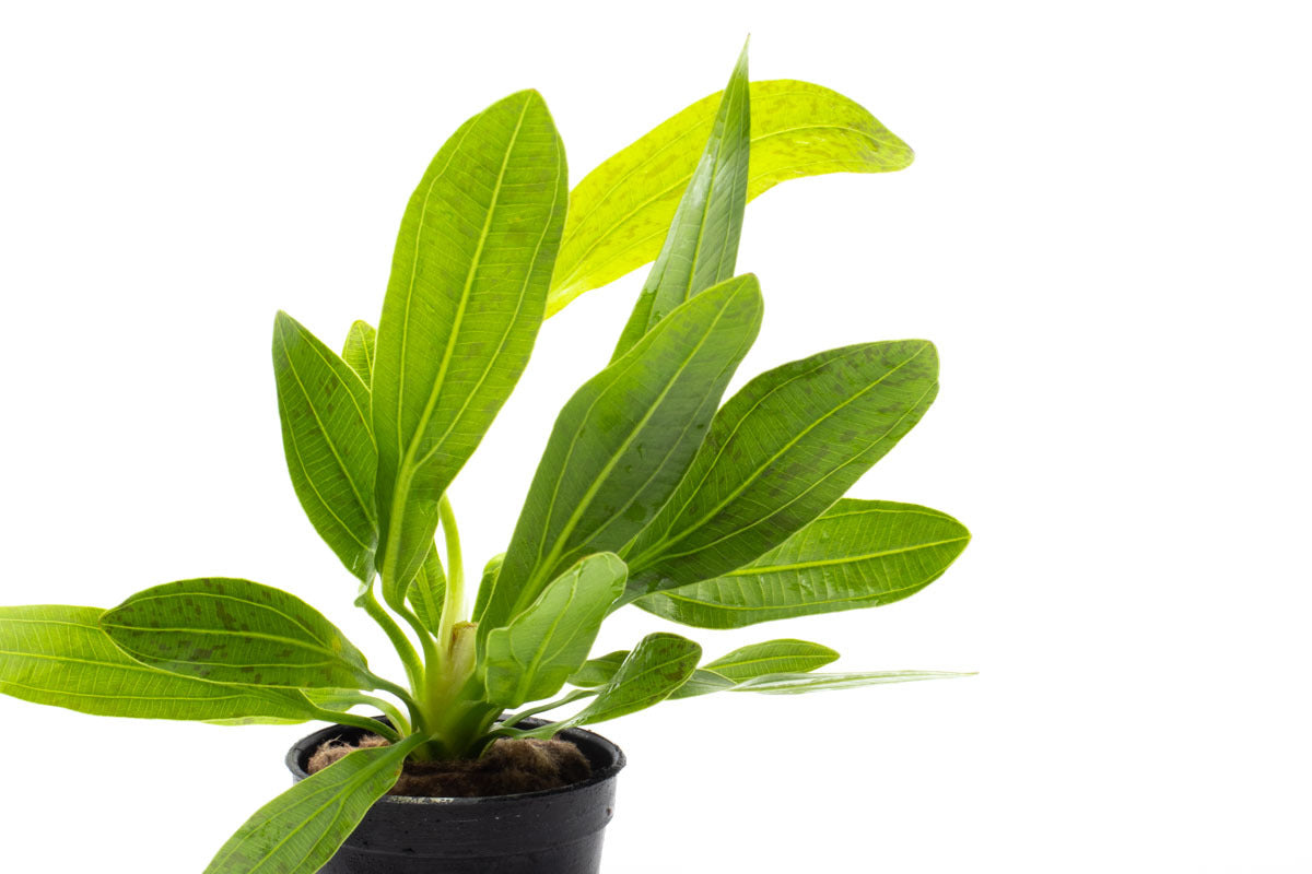 Echinodorus Uruguayensis Aquatic Plant for Freshwater Aquariums | Live Aquarium Plants for Fish Tanks | Perfect for Aquascaping & Natural Habitat Setup