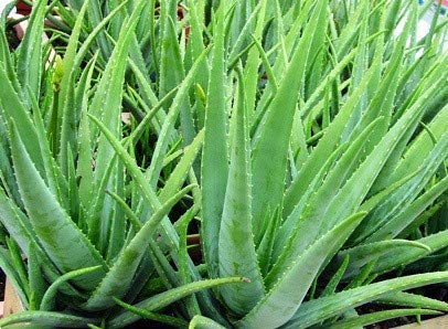 Aloe Vera & Lemon Herbal Soap Bar - Natural Moisturizing & Refreshing for Sensitive Skin (Pack of 5 Large Bars) - Perfect for Daily Face & Body Cleansing, Spa Day, and Gift Sets