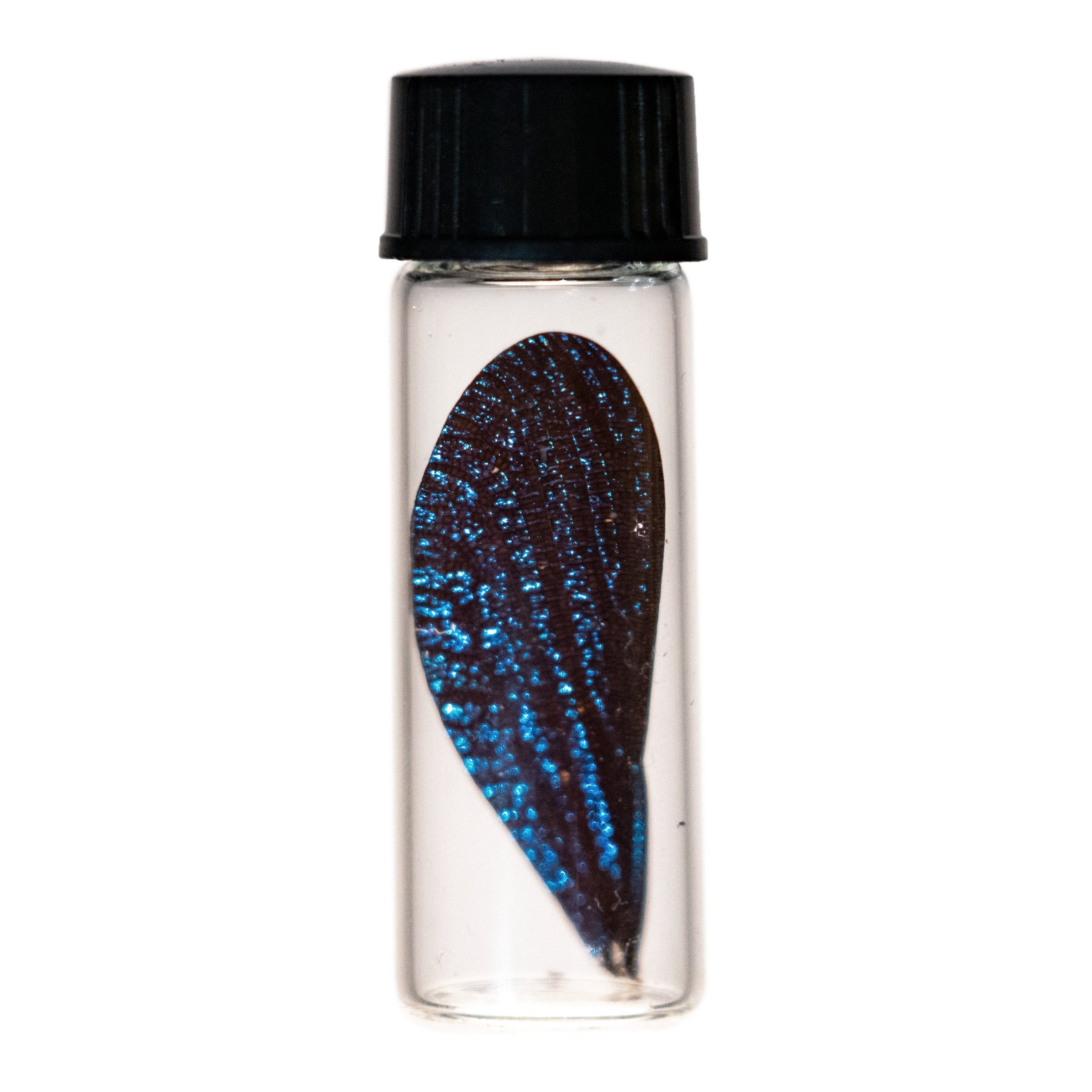 Real Preserved Blue Dragonfly Wing Specimen - Unique Collectible for Home Decor, Jewelry Making & Science Education