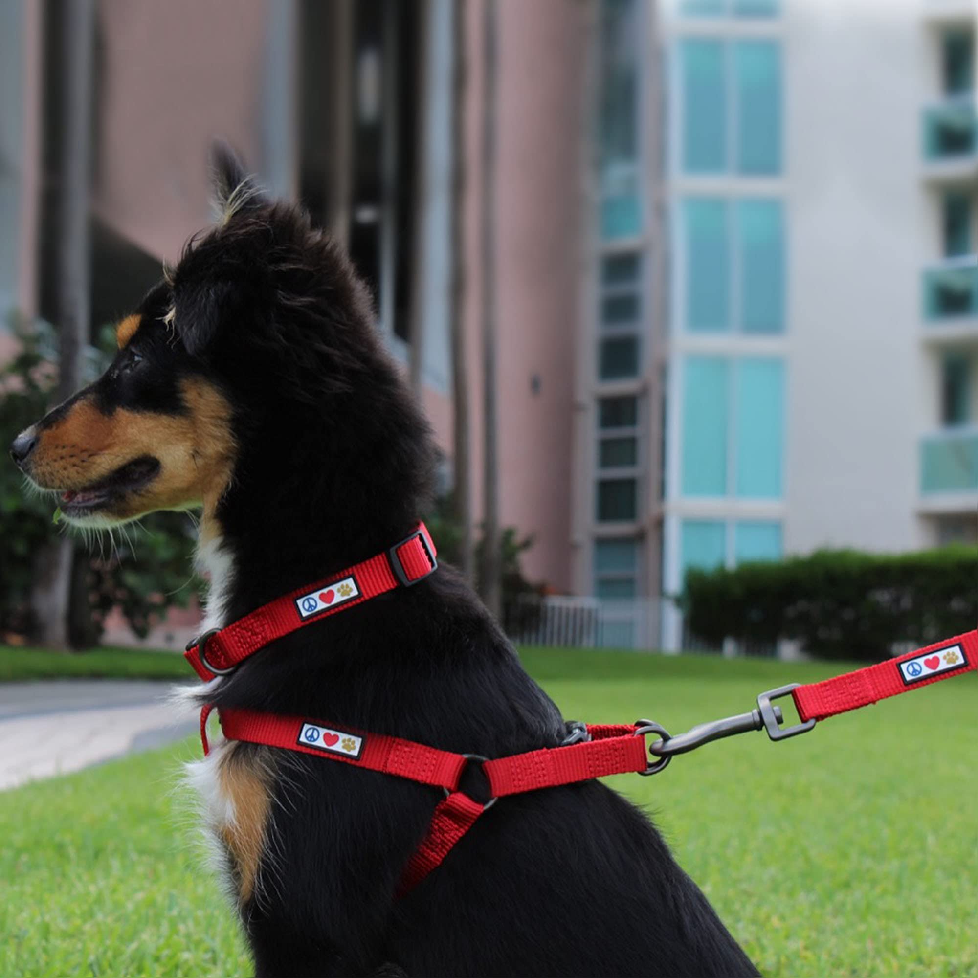 Pawtitas Small Dog Harness, Collar & 6ft Leash Set - Red | Adjustable Pet Safety Gear for Walking, Training & Outdoor Adventures