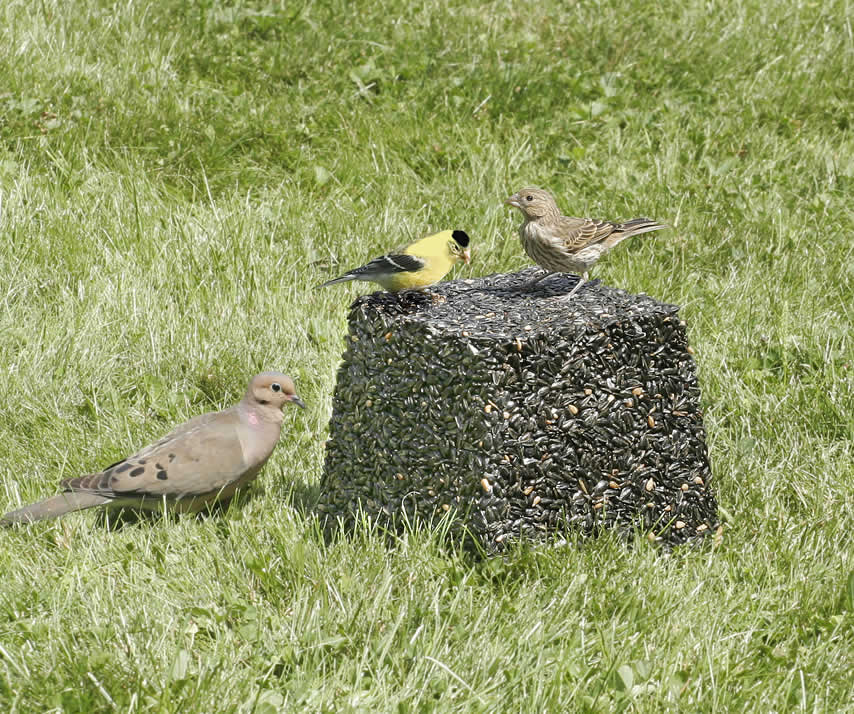 Premium Black Oil Sunflower Seed Jumbo Block - High Energy Wild Bird Food for Year-Round Feeding - Attracts Cardinals, Finches & Woodpeckers - Perfect for Backyard Bird Feeders & Wildlife Habitats