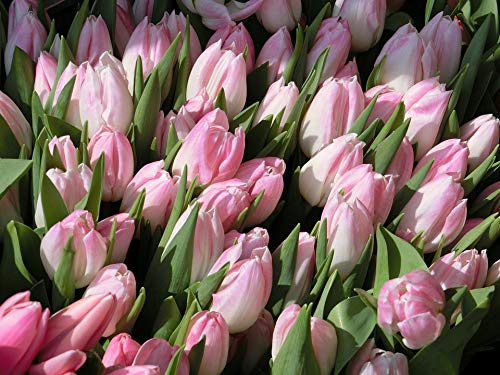 20x30 Inch Laminated Spring Tulips Floral Poster - Vibrant Pink Flowers Wall Art for Home Decor - Perfect for Living Room, Bedroom & Office Decoration