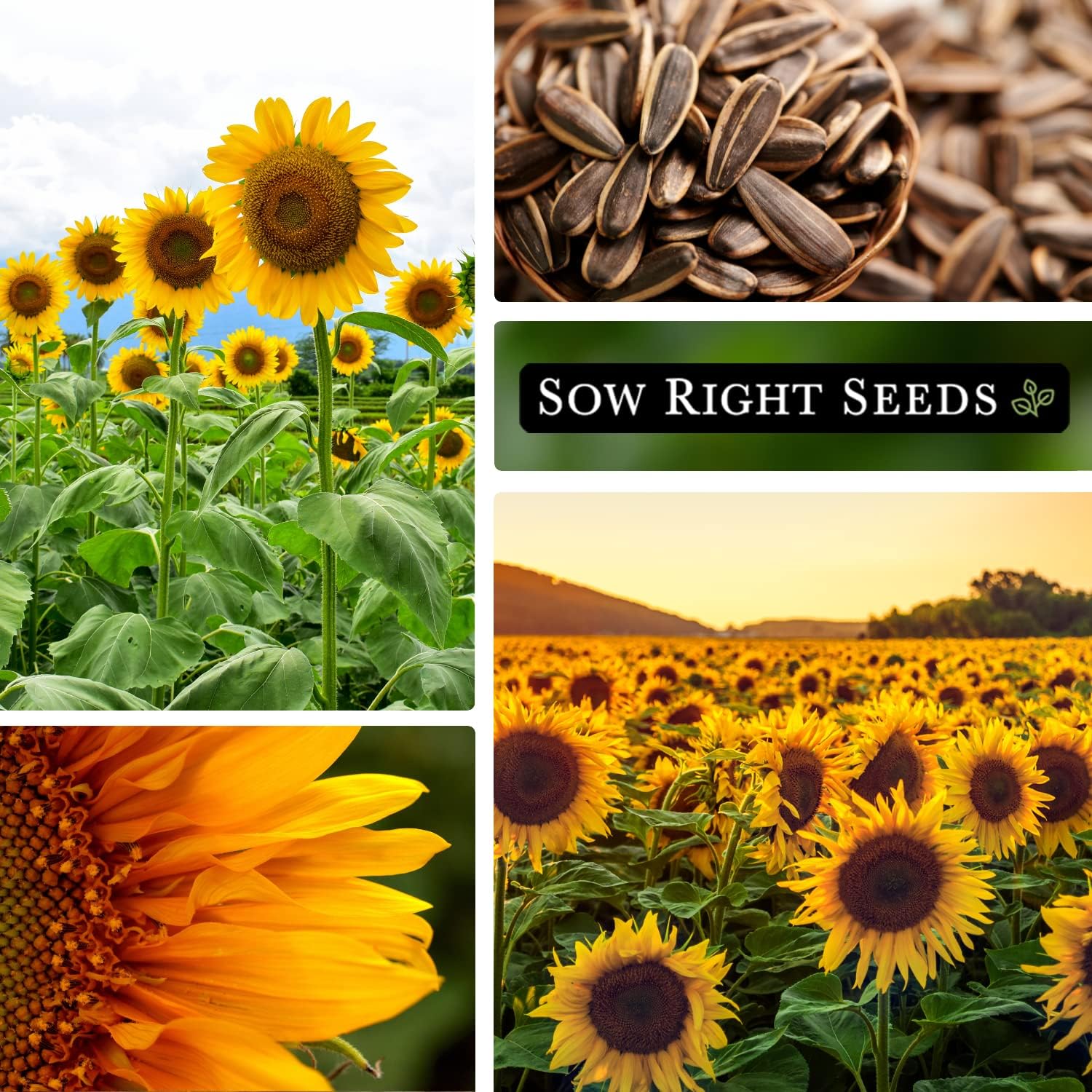 Sow Right Seeds - Non-GMO Heirloom Mammoth Sunflower Seeds for Planting - Grow Giant Sunflowers with Bright Yellow Blooms in Your Garden - Attracts Bees & Birds - Perfect for Outdoor Gardens, Backyard Landscaping & Pollinator-Friendly Yards (1 Pack)