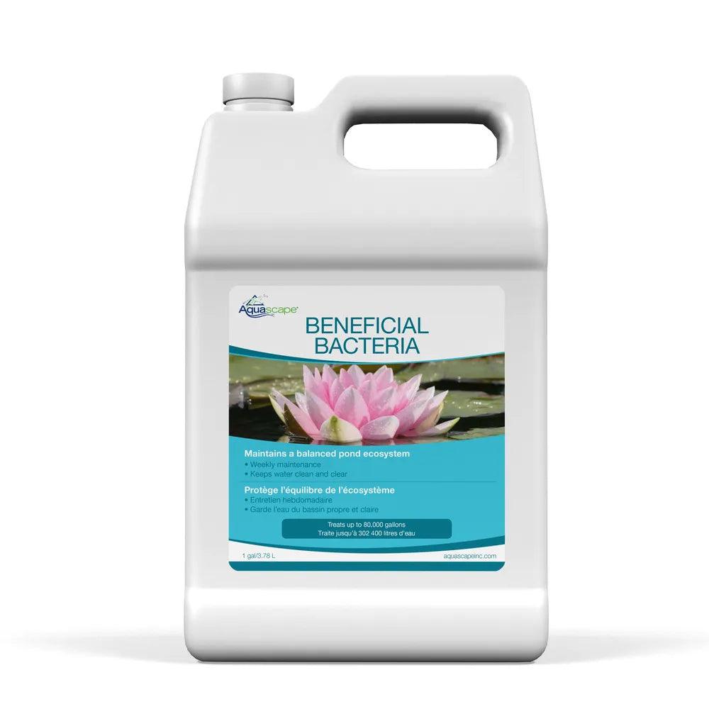 Probiotic Supplements for Gut Health - Beneficial Bacteria for Digestion & Immune Support - Use Daily for Optimal Wellness