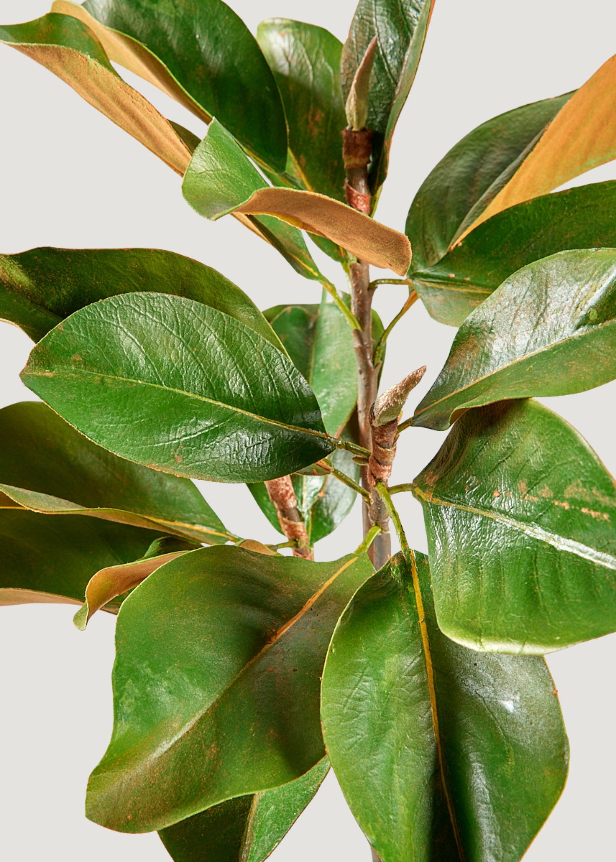 Artificial Magnolia Leaf Branch - 41
