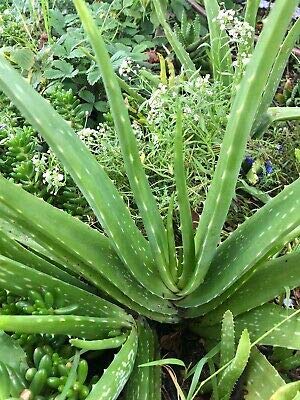 300Pcs Organic Aloe Vera Seeds for Planting - Fresh Green Aloe Plants for Home Garden, DIY Herbal Remedies & Skincare