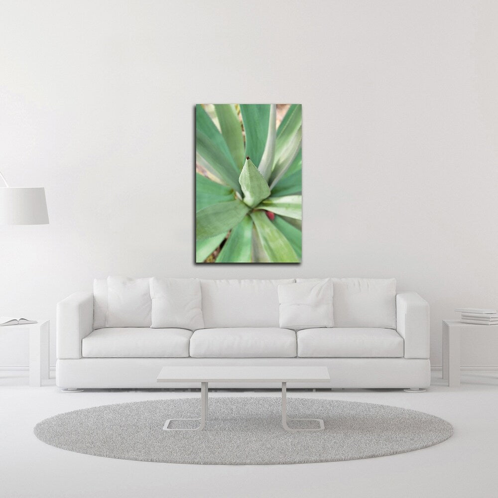 Agave Succulent 2 by Alan Blaustein - Stunning Canvas Wall Art Print - Ready to Hang - Perfect for Living Room, Bedroom & Office Decor