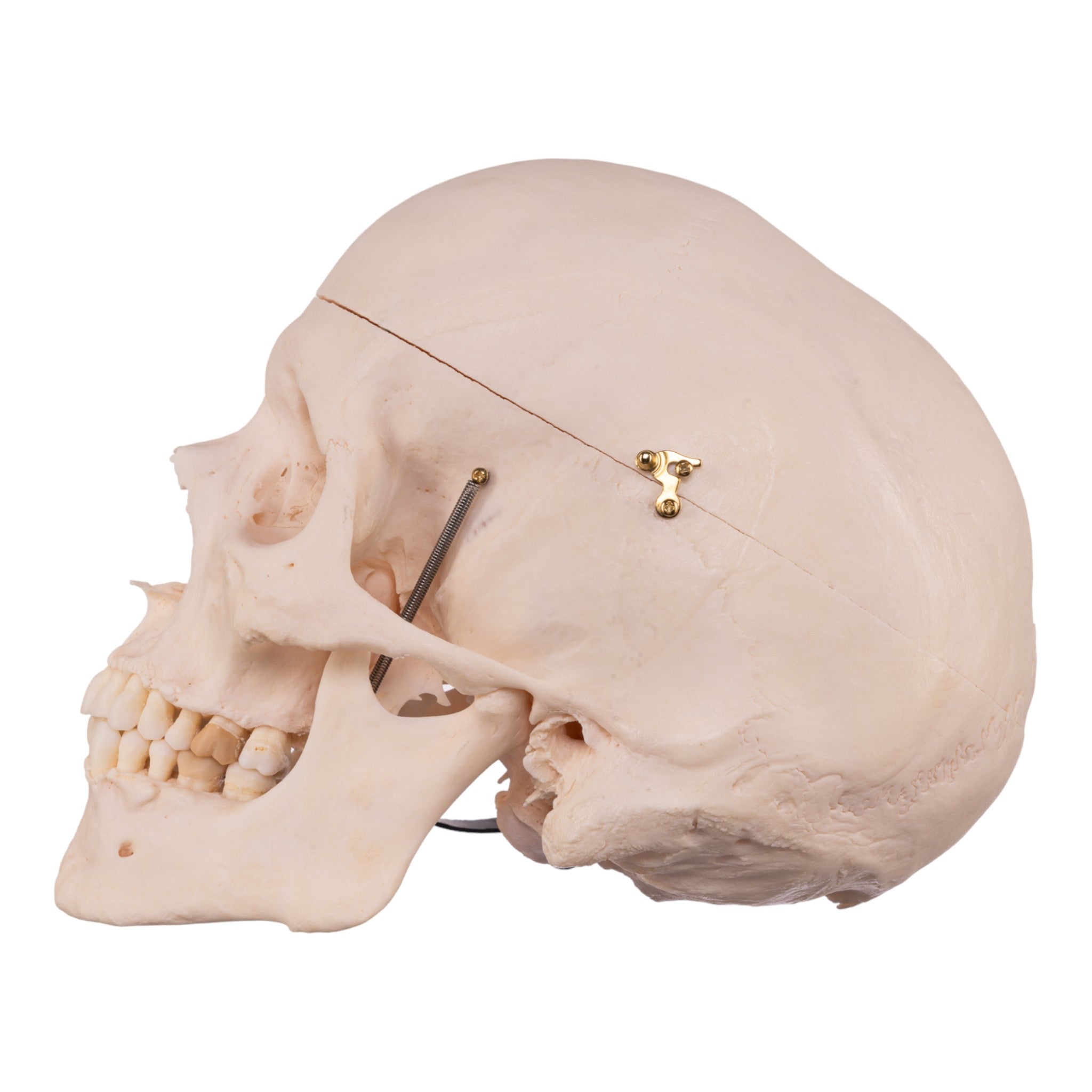 Premium Anatomical Human Skull Model - Accurate Medical & Educational Tool for Students, Doctors & Halloween Decor - Perfect for Classrooms, Labs & Spooky Home Decor
