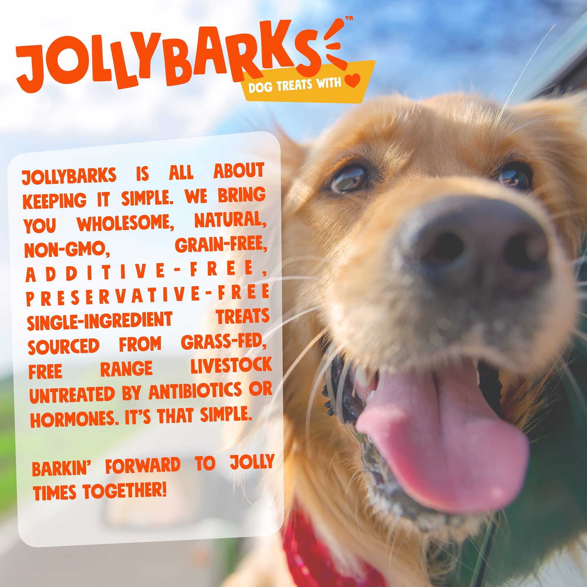 JollyBarks White Cow Ears for Dogs - Natural Long-Lasting Dog Chews, Rawhide-Free Healthy Treats for Small, Medium & Large Breeds (12 Pack) - Perfect for Training, Teething & Dental Care