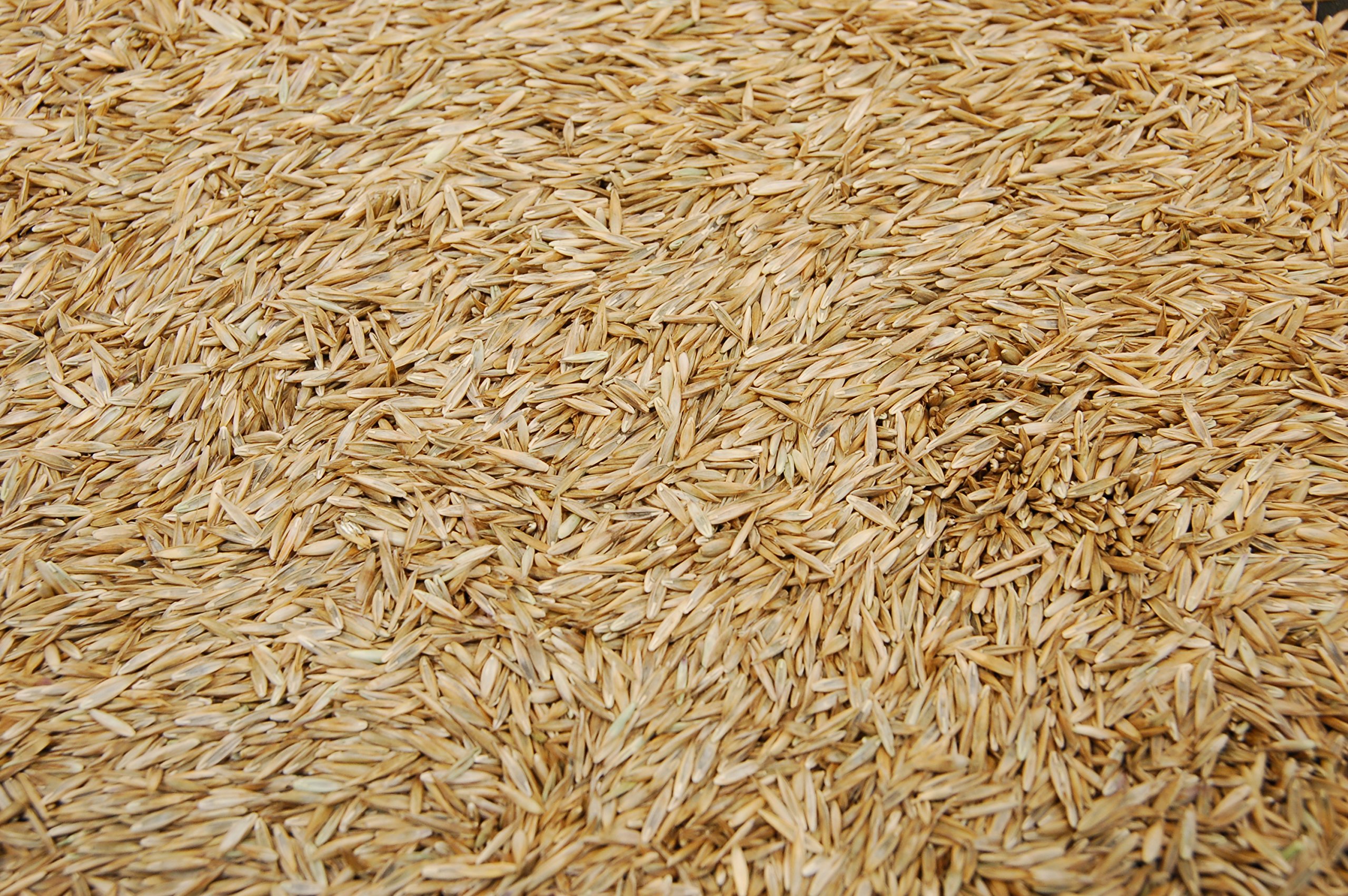 Kentucky 31 K31 Tall Fescue Grass Seed by Eretz - 25lbs | State Certified, No Fillers, No Weed Seeds | Drought-Resistant Lawn & Pasture Grass for Home Landscaping, Sports Fields & Erosion Control