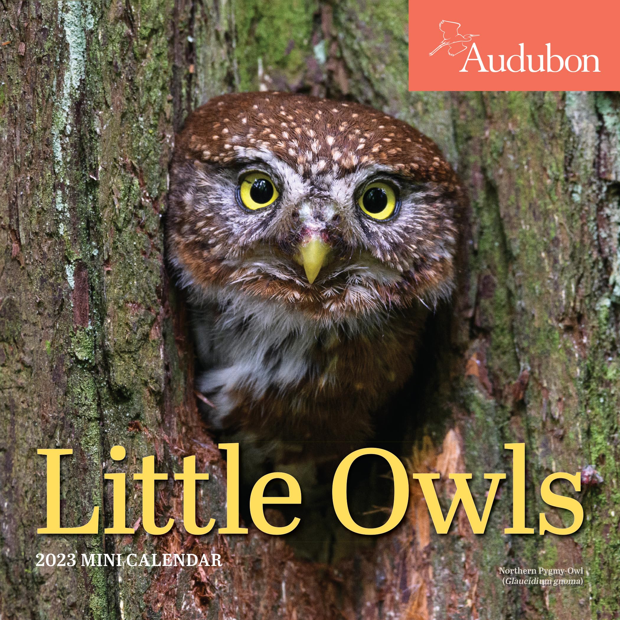 Audubon Little Owls Mini Wall Calendar 2023 - Cute Fluffy Round Owl Designs | Perfect for Home, Office, Classroom & Gift Giving