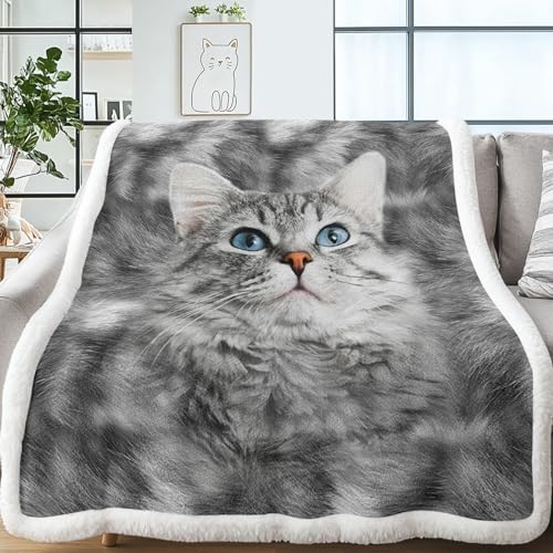 Maohai Grey Cat