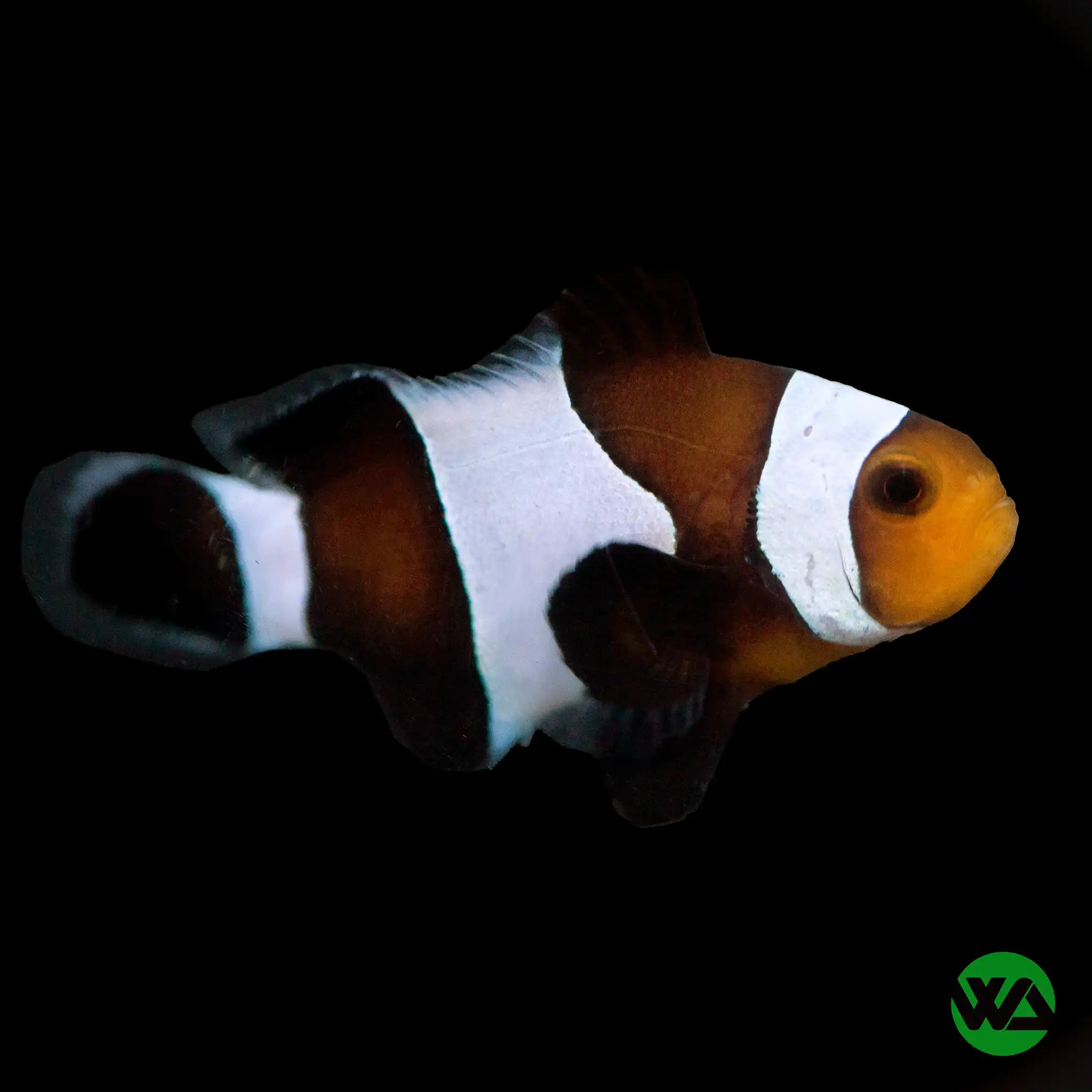 Black & White Darwin Clownfish - Amphiprion Ocellaris Saltwater Aquarium Fish for Reef Tanks & Marine Aquariums