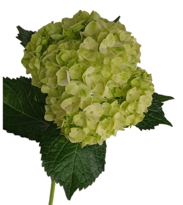 Fresh Cut Hydrangea Flowers - 40 Stems per Pack | Farm Direct Hydrangea Bouquets | Fast Delivery for Weddings, Home Decor & Gifts (Apple Mojito)