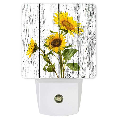 sunflowerCLQ3496