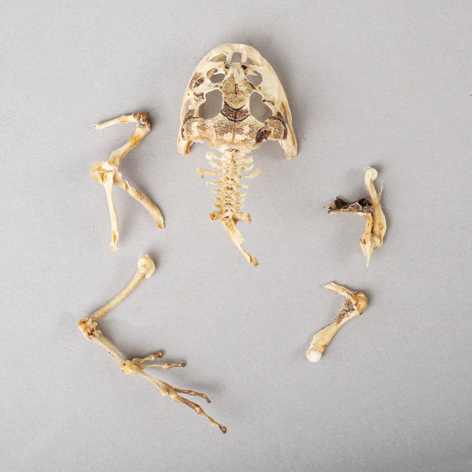 Real Frog Skeleton Specimen - Authentic Biological Science Specimen for Education & Research | Perfect for Classroom Dissection, Biology Study & Science Projects